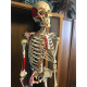 Anatomical Models for Sale
